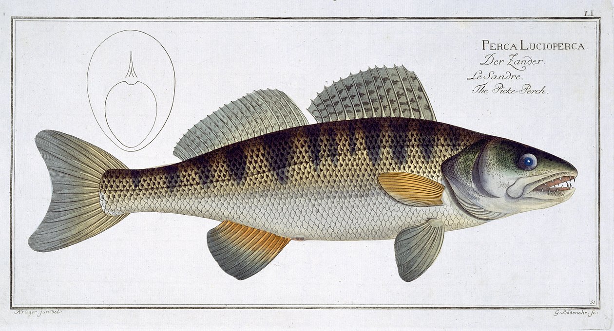 Snoekbaars (Perca lucioperca) plaat LI uit 