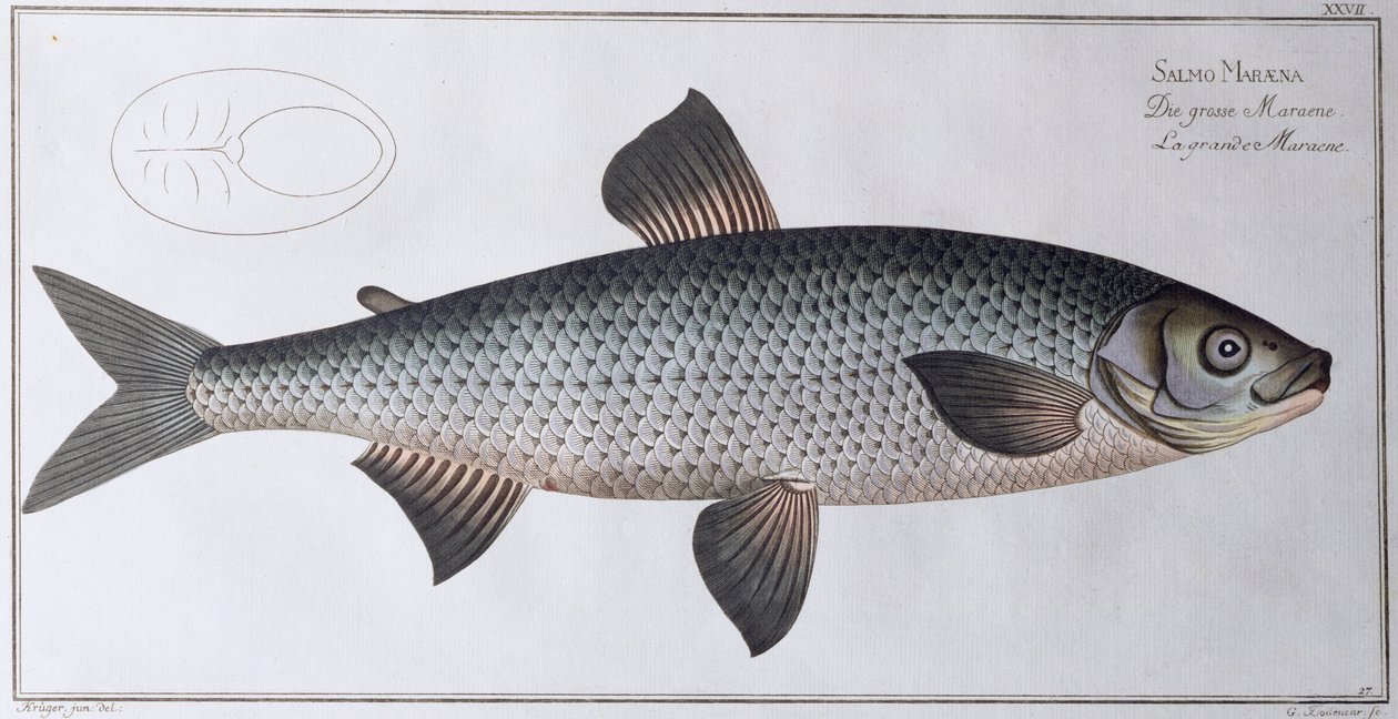 Zalm: uitgegeven door Black, c.1790 door Andreas Ludwig Kruger