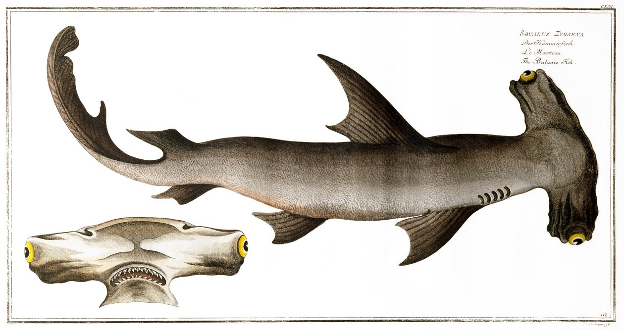 Hamerhaai, uitgegeven door Black, ca. 1790 door Andreas Ludwig Kruger
