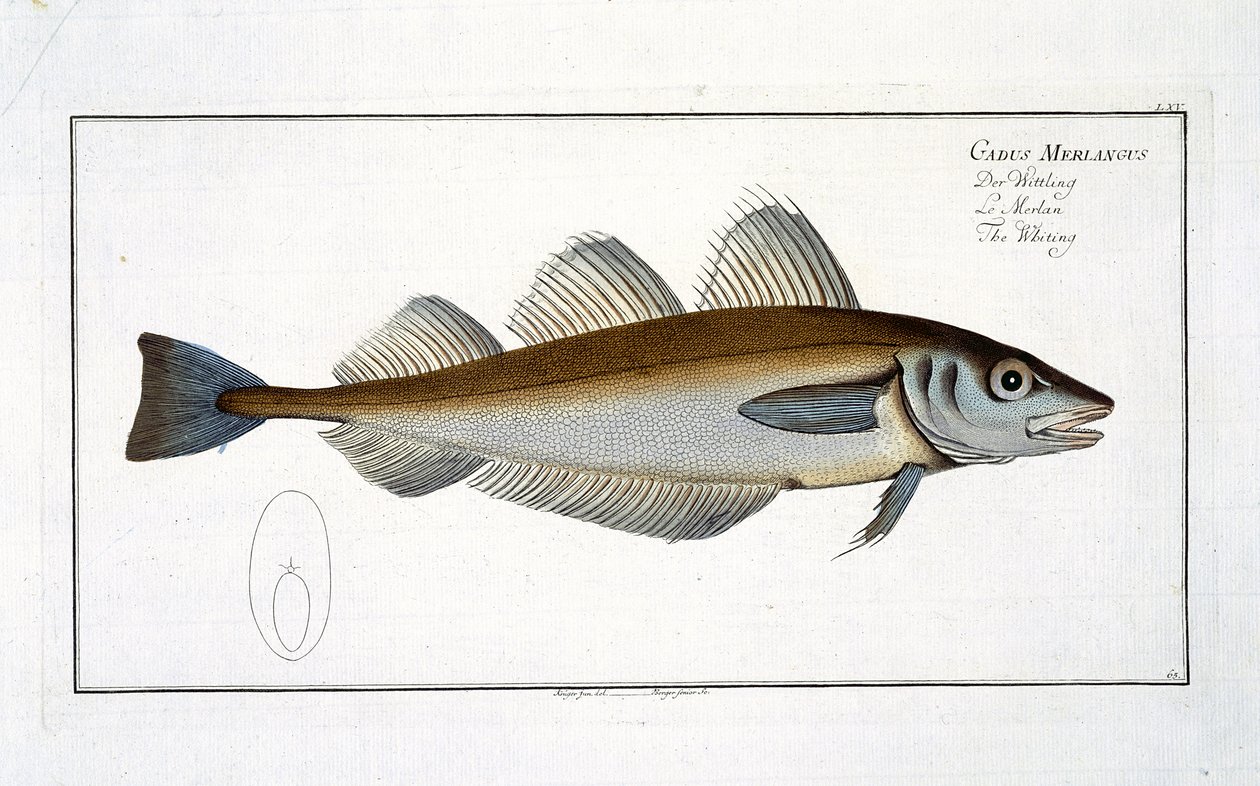 Wijting (Gadus Merlangus) plaat LXV uit 