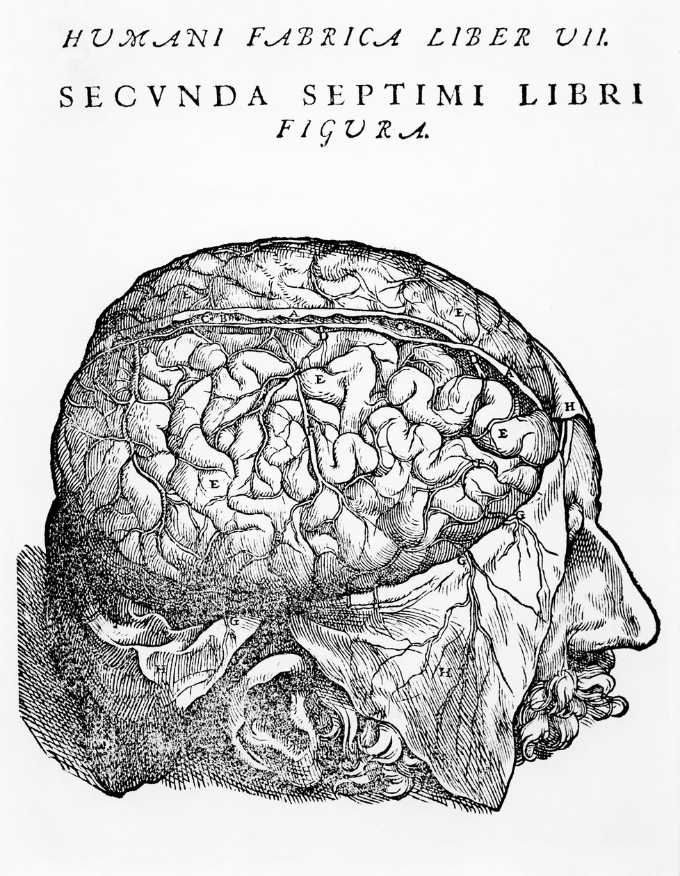 De Hersenen, illustratie uit 