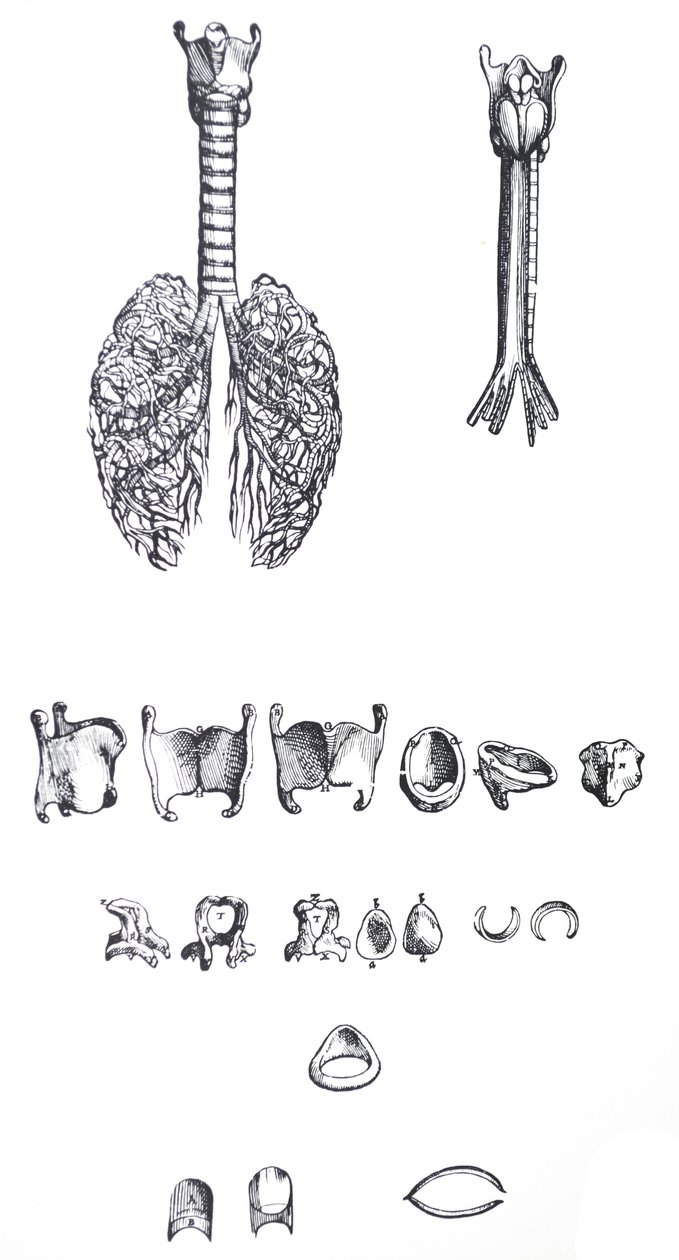 De platen uit het eerste boek van de De Humani Corporis Fabrica door Andreas Vesalius