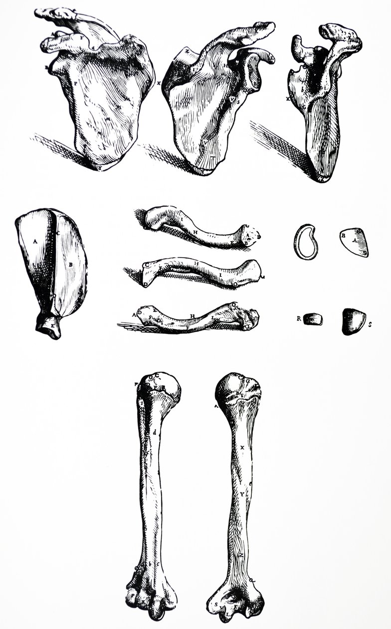 De platen uit het eerste boek van de De Humani Corporis Fabrica door Andreas Vesalius