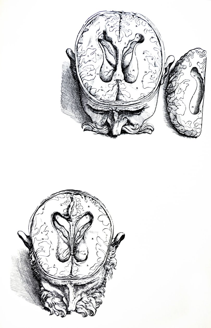 De Platen uit het Zevende Boek van de De Humani Corporis Fabrica door Andreas Vesalius