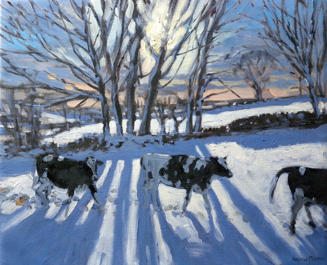 Friese Koeien, 2009 door Andrew Macara