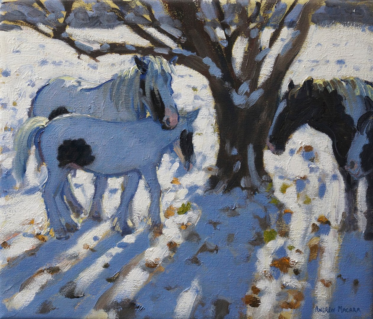 Schimmelpaden in de Winter, 2012 door Andrew Macara
