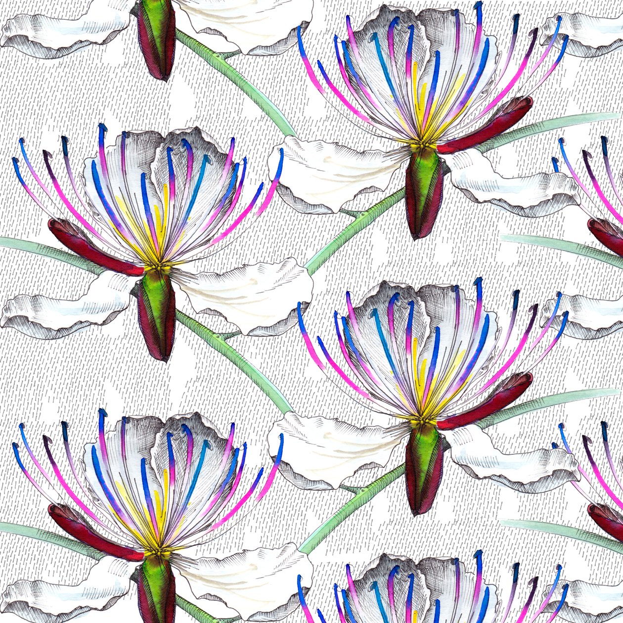 Kappertjesbloemen, 2017 door Andrew Watson