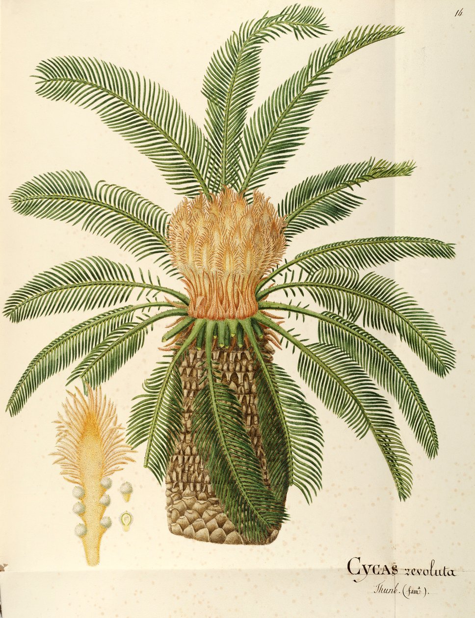 Sagopalm (Cycas revoluta Thunb), Cycadaceae door Angela Rossi Bottione