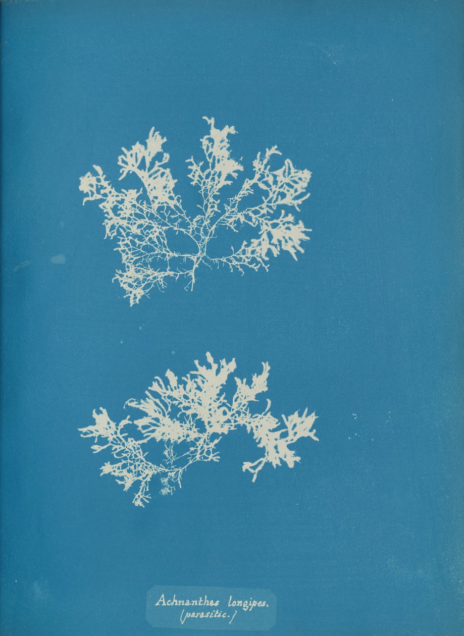 Achnanthes longipes, parasitair, ca. 1853 door Anna Atkins