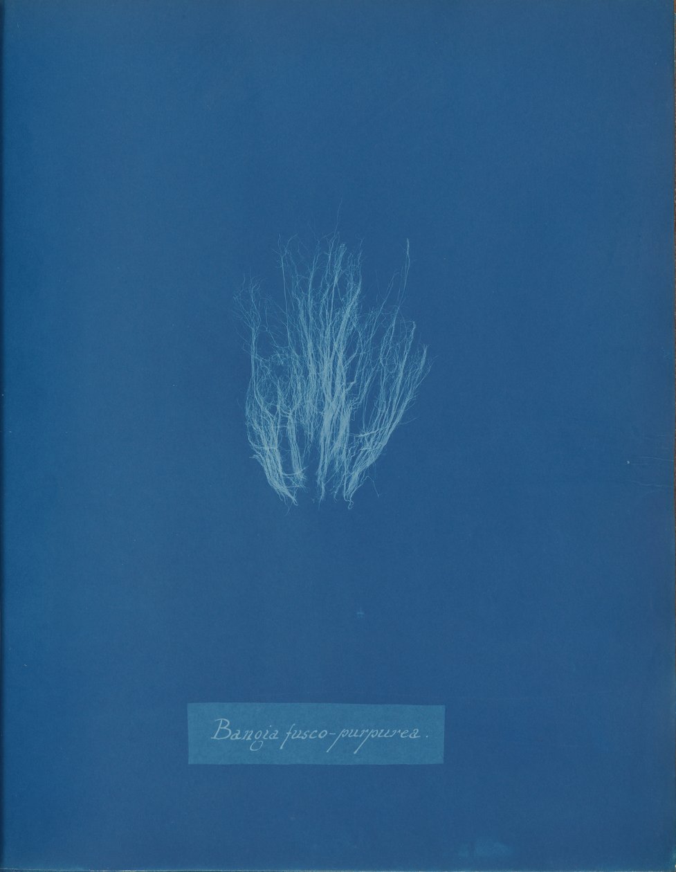Bangia fusco-purpurea, ca. 1853 door Anna Atkins