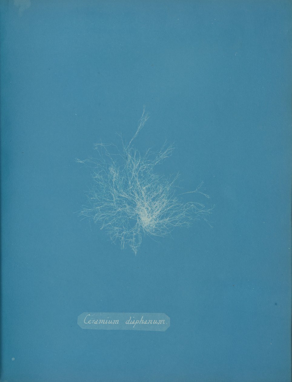Ceramium diaphanum, ca. 1853 door Anna Atkins