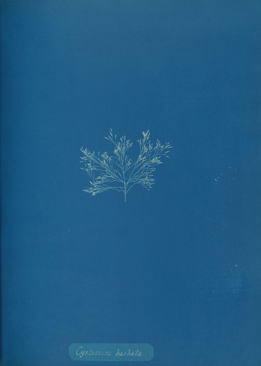 Cystoseira barbata, ca. 1853 door Anna Atkins