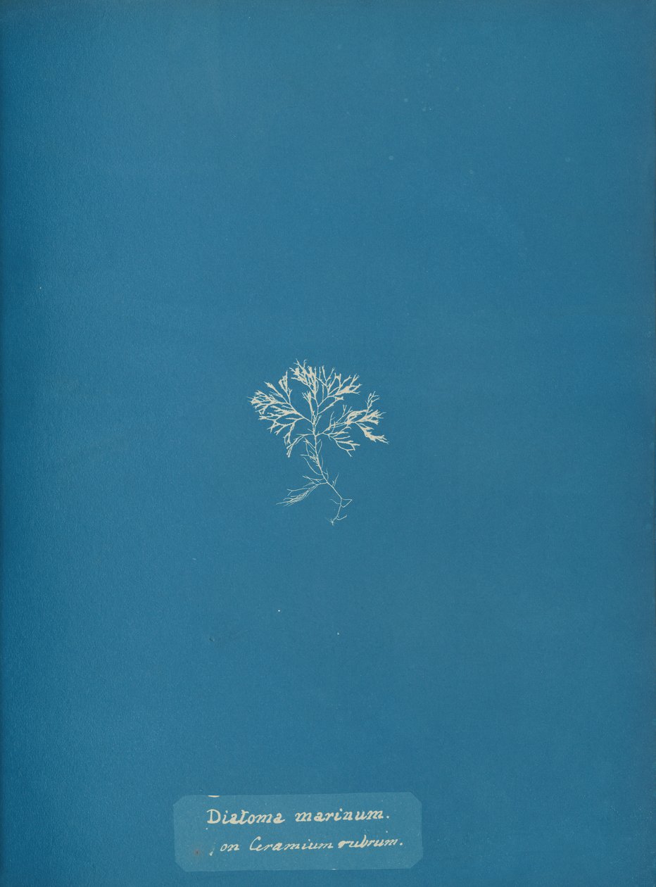 Diatoma marinum op Ceramium rubrum door Anna Atkins