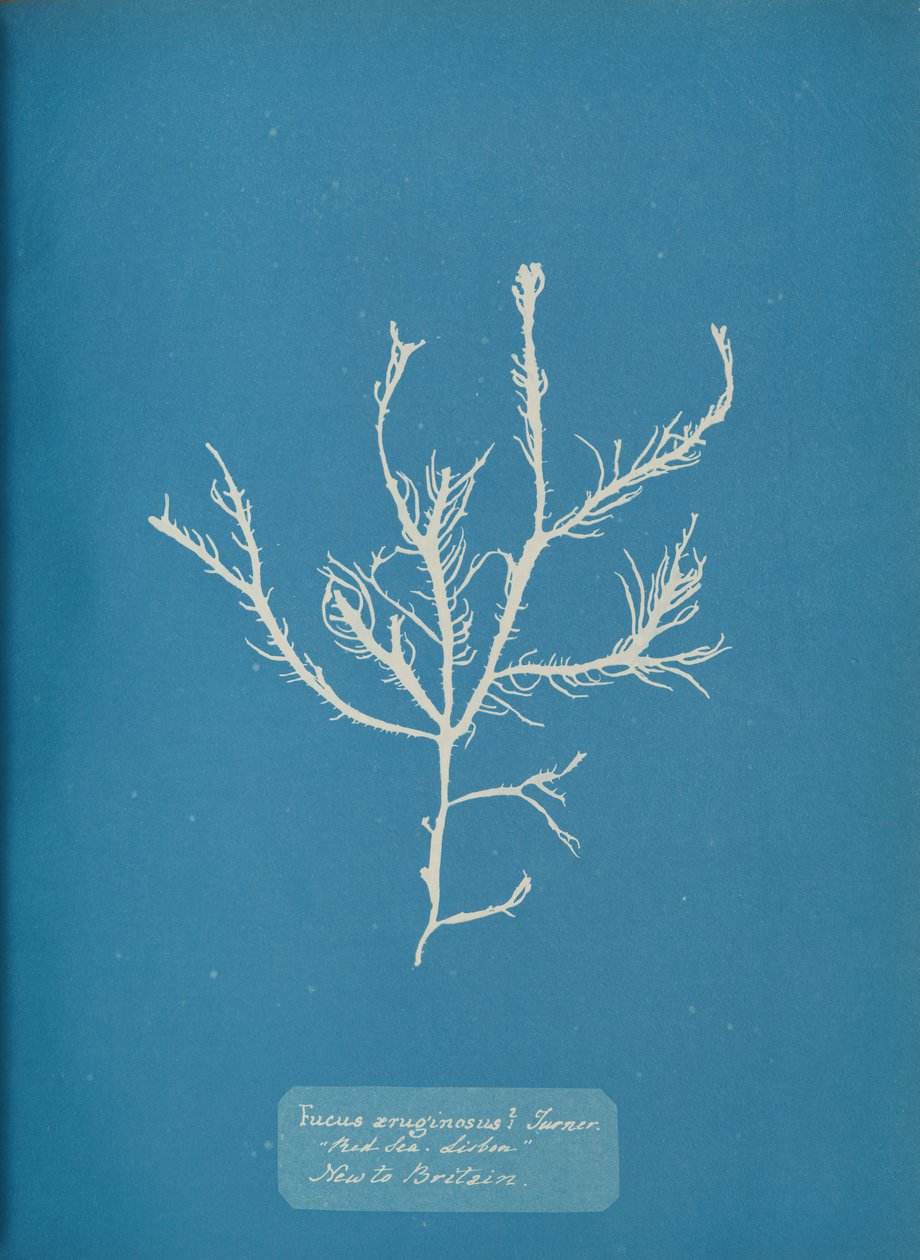 Fucus æruginosus Turner. Med. Zee Sisbon Nieuw voor Groot-Brittannië, ca. 1853 door Anna Atkins