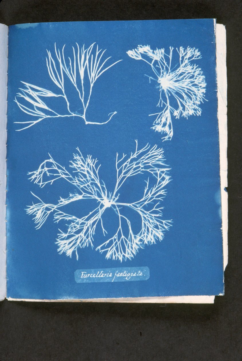 Furcelleria fastigiata, uit 