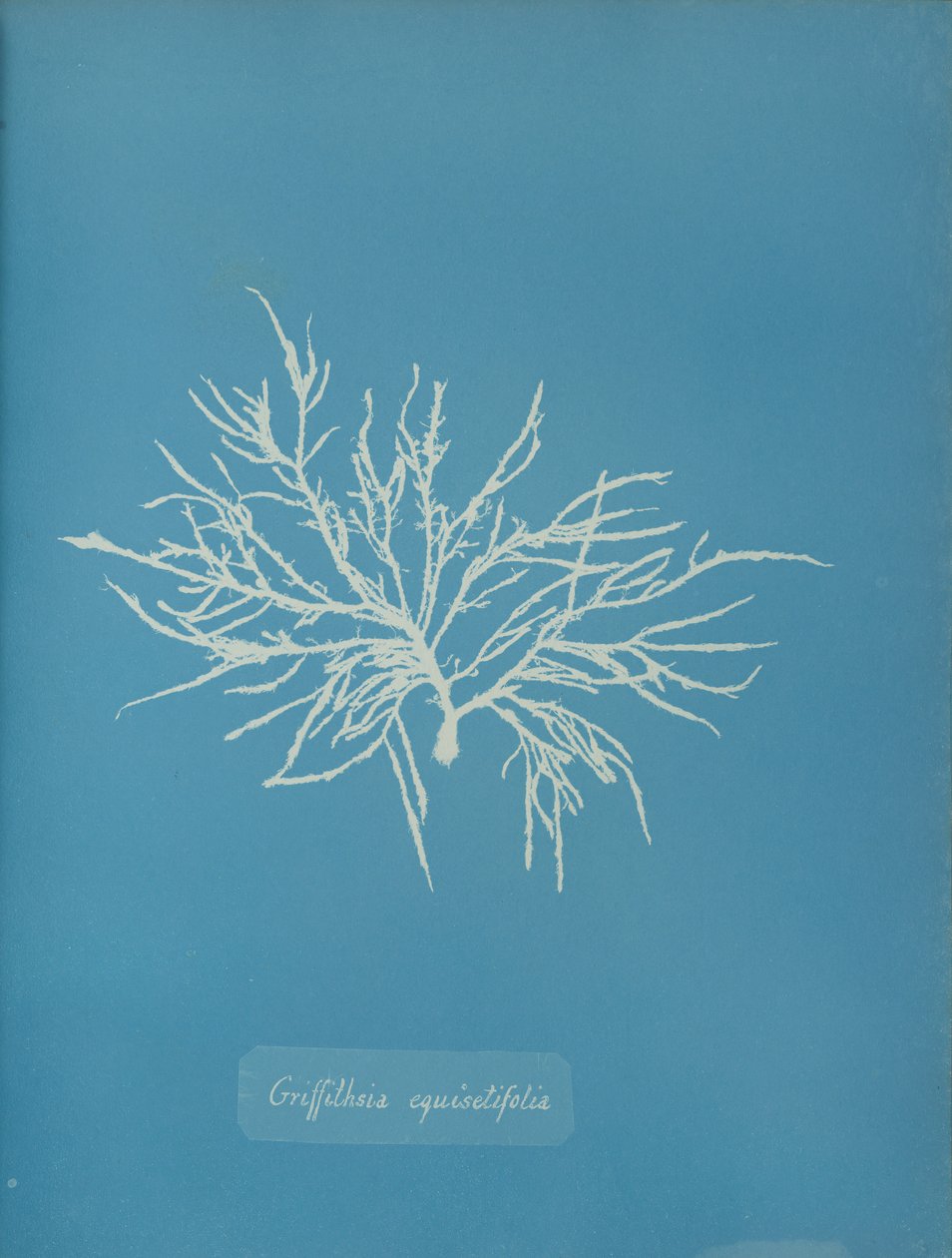 Griffithsia equisetifolia, ca. 1853 door Anna Atkins