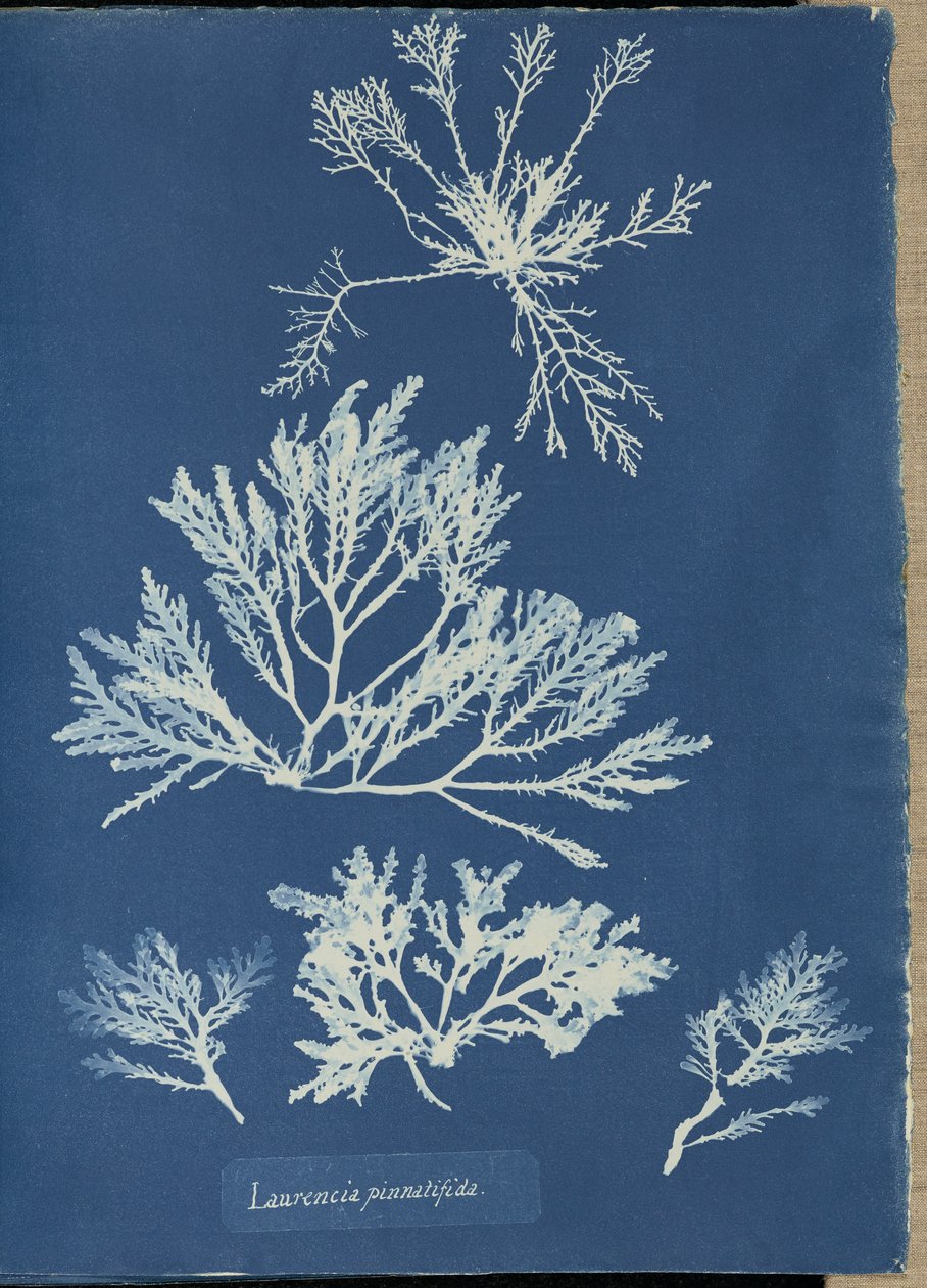 Laurencia pinnatifida door Anna Atkins