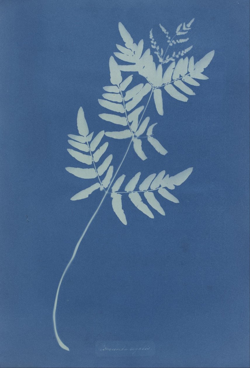 Osmunda Rigalis (Australië) door Anna Atkins