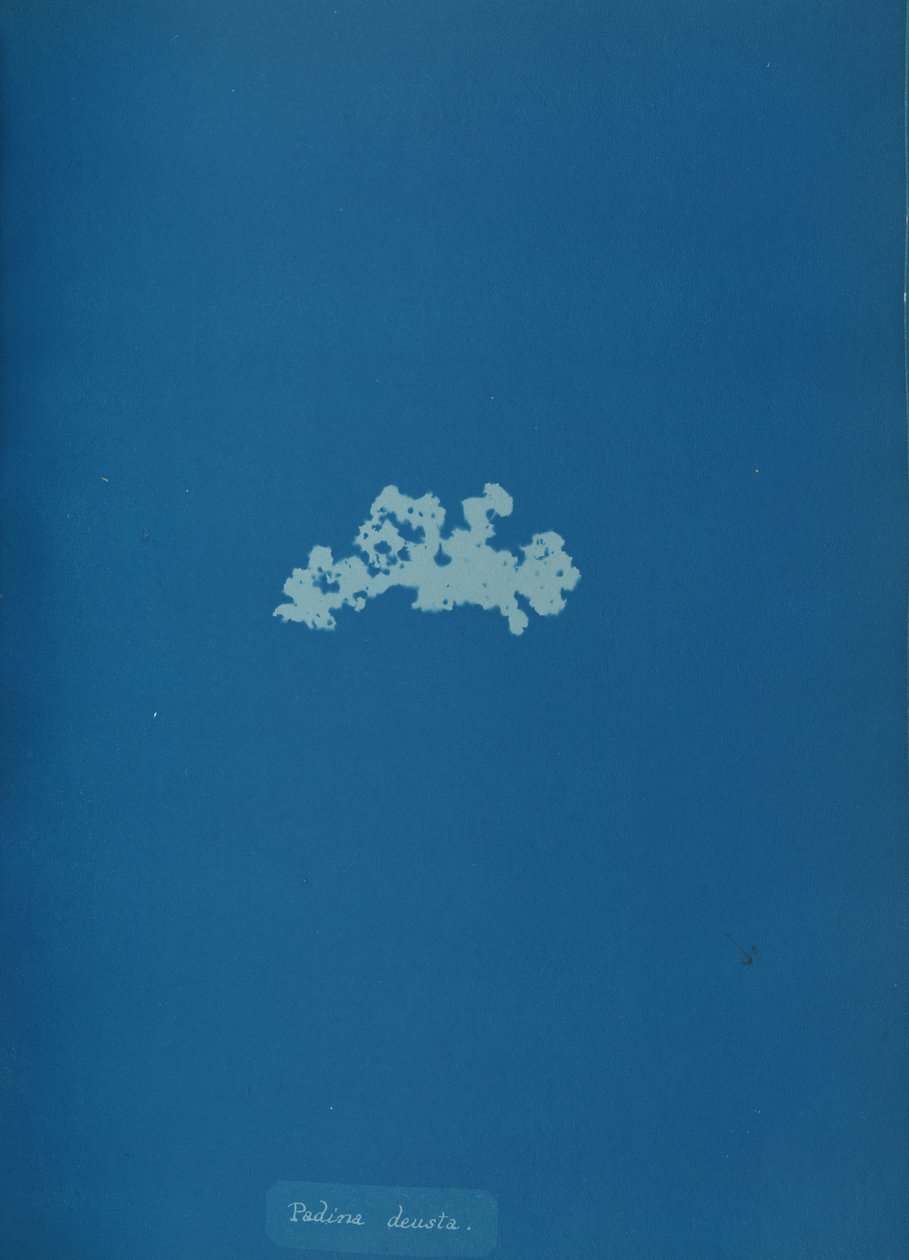 Padina deusta, ca. 1853 door Anna Atkins