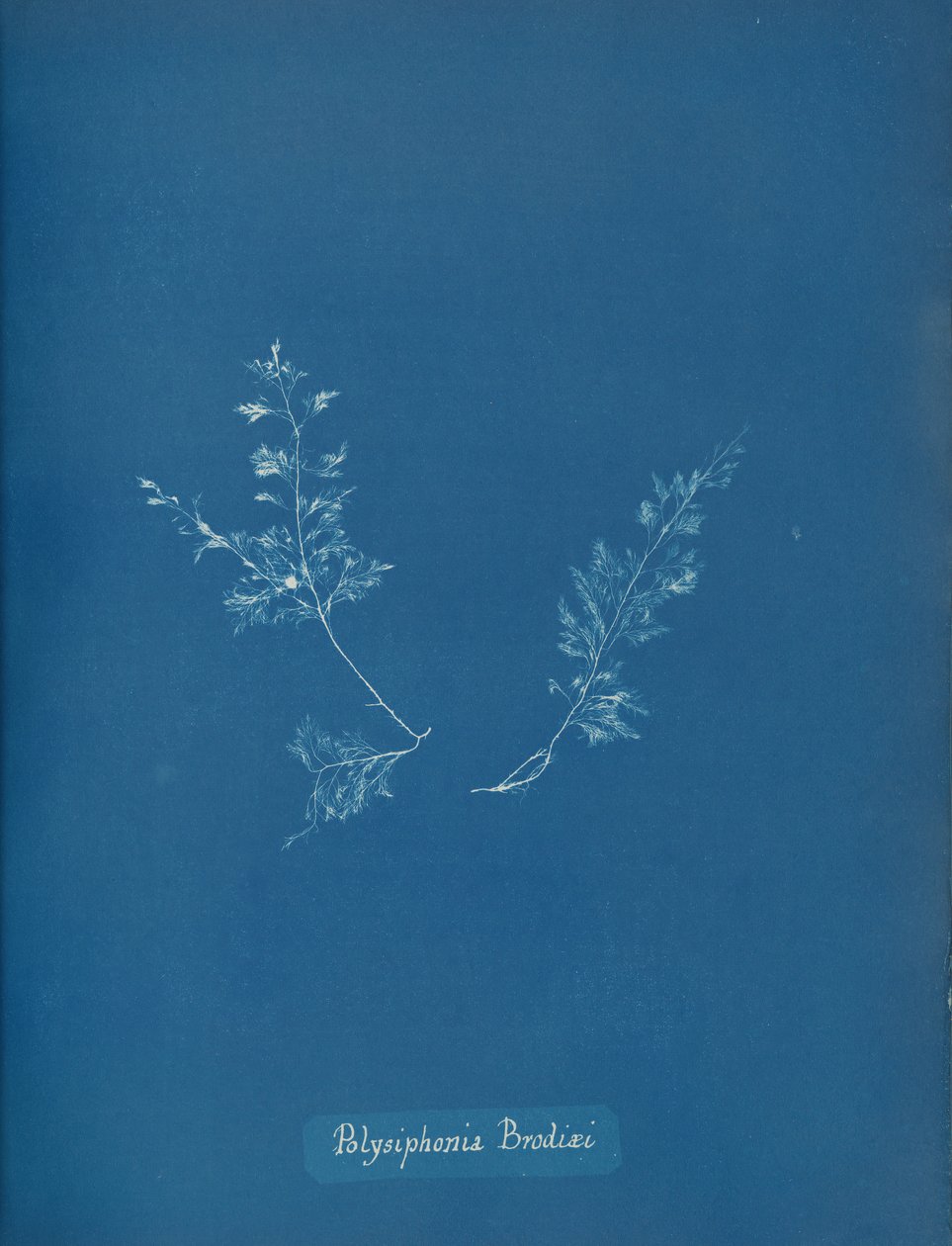 Polysiphonia Brodiæi, ca. 1853 door Anna Atkins