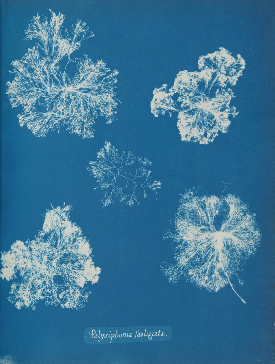 Polysiphonia fastigiata, ca. 1853 door Anna Atkins