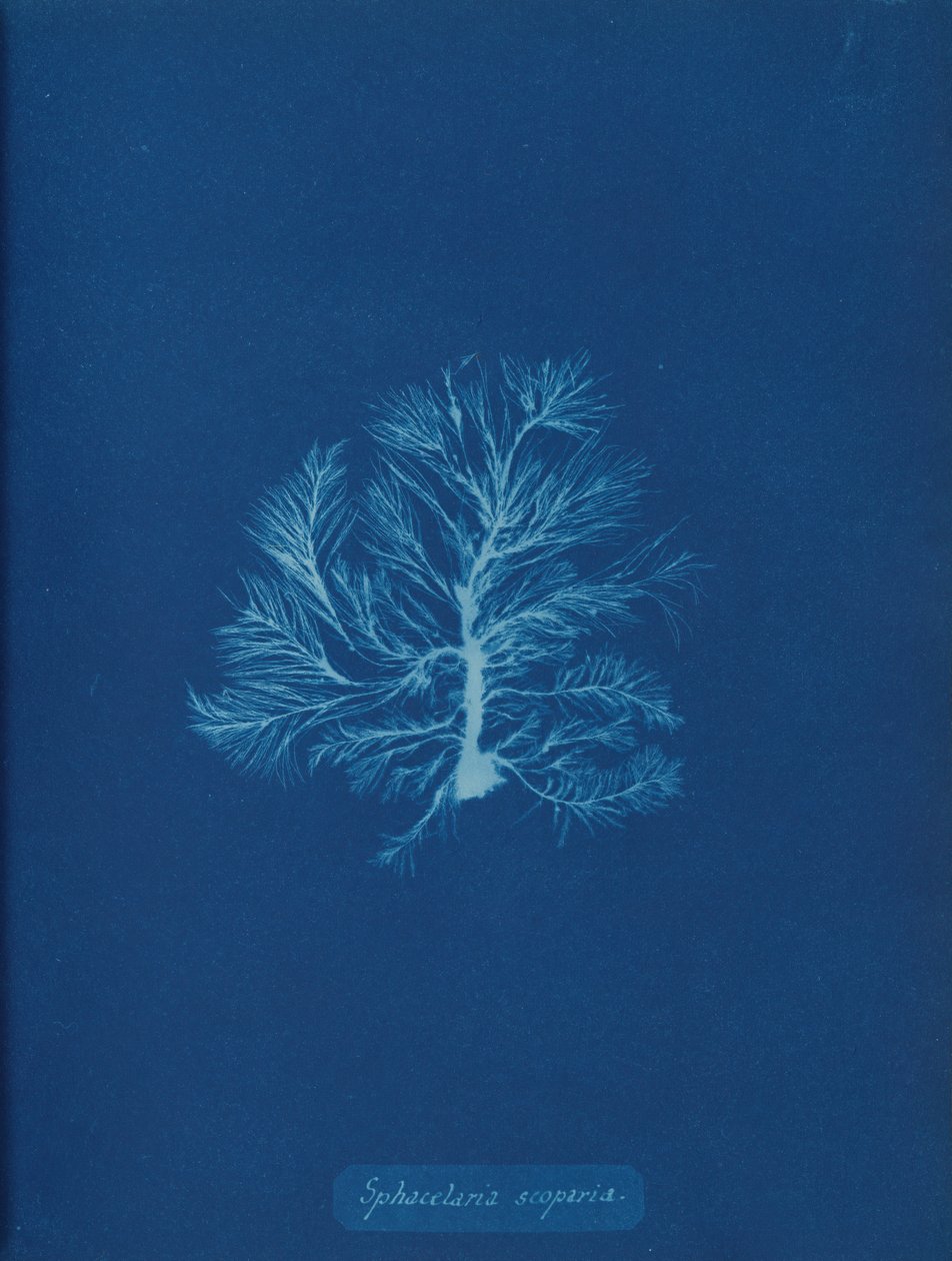 Sphacelaria scoparia, ca. 1853 door Anna Atkins