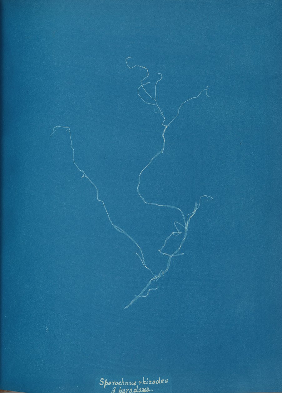 Sporochnius rhizodes ß paracloxa, ca. 1853 door Anna Atkins