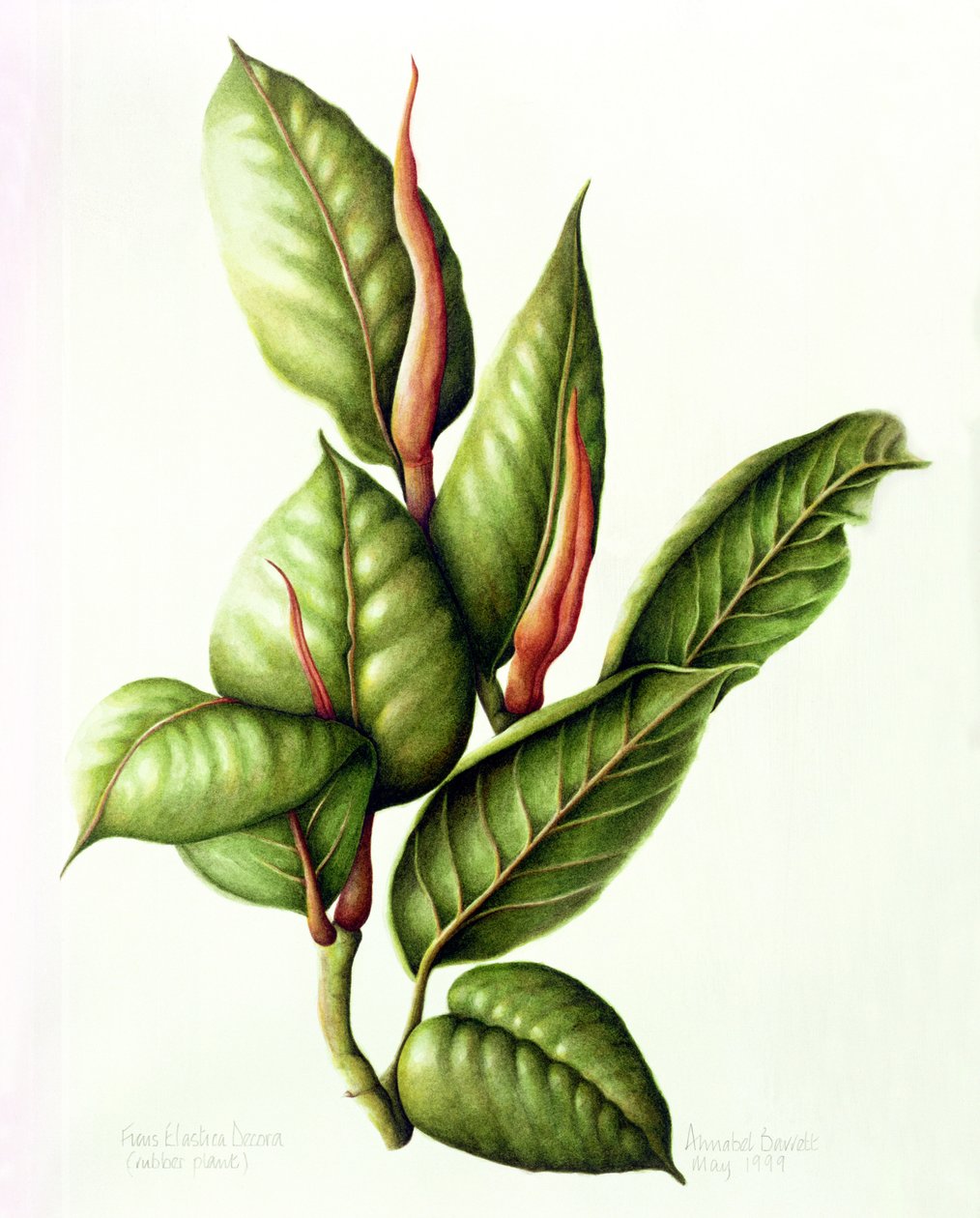 Rubberplant, 1999 door Annabel Barrett