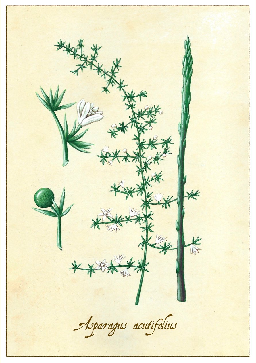 Asparagus Acutifolius door Annalisa Morrocco