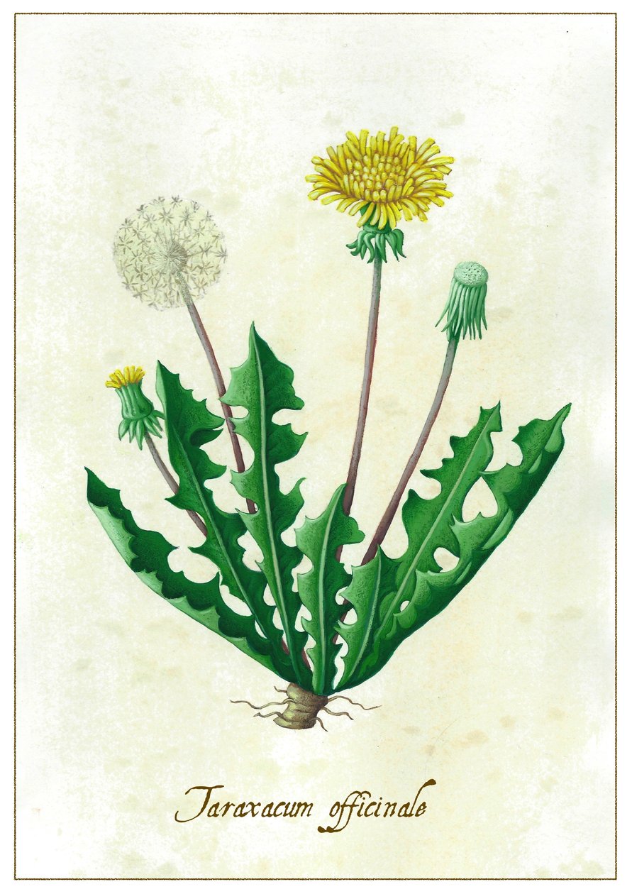 Taraxacum officinale door Annalisa Morrocco