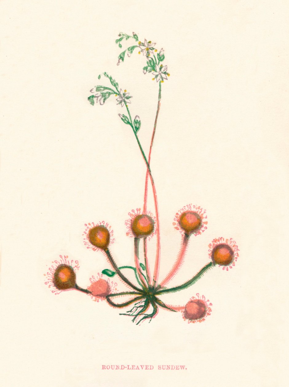Rondbladige zonnedauw, ca. 1891 door Anne Pratt