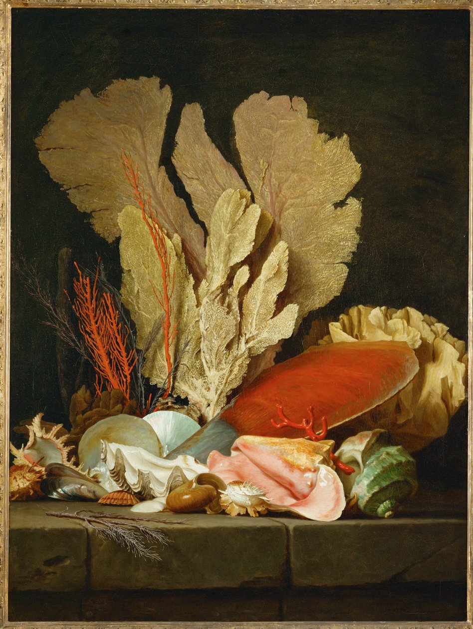 Panaches de mer, lithophytes et coquilles - Stilleven met schelpen en koraal ... door Anne Vallayer Coster