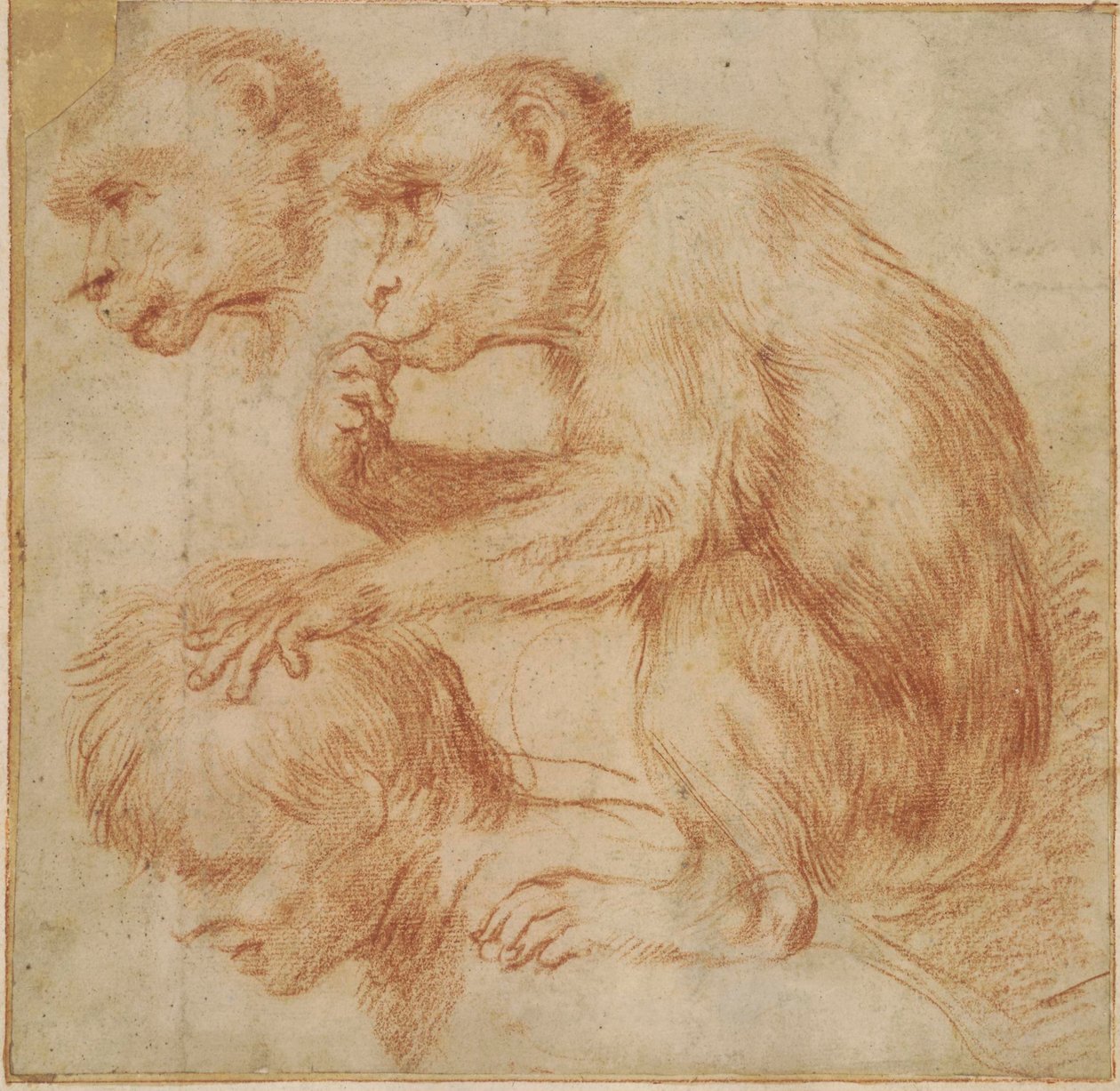 Carracci - Een aap op de schouders van een man in profiel naar links en een studie van zijn gezicht, studie voor een schilderij Rood krijt, Ff,2.115 door Annibale Carracci