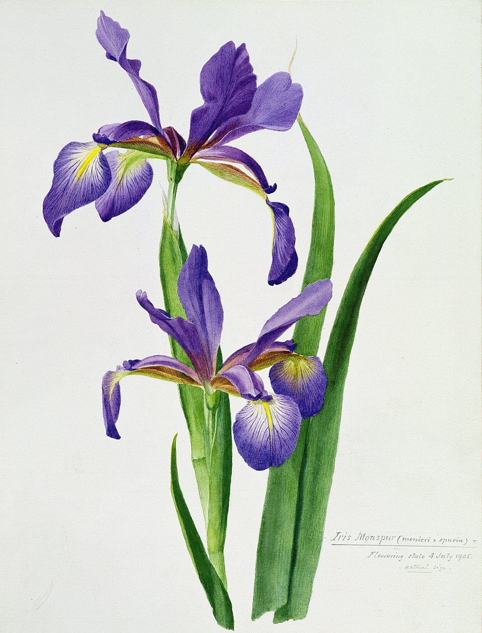 Iris monspur door Unbekannt Unbekannt