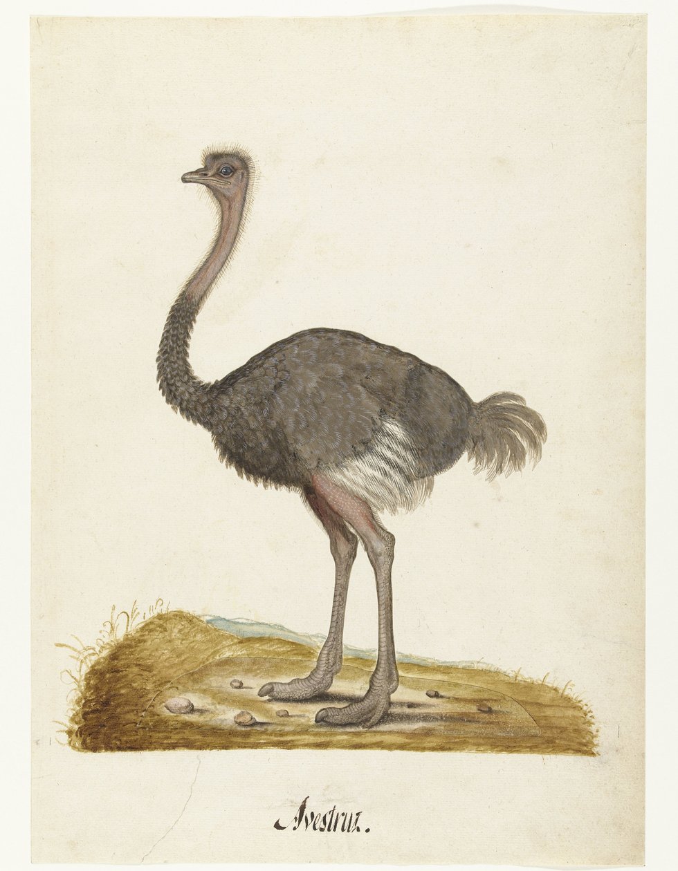 Struisvogel (Lombard album) door Anonymous