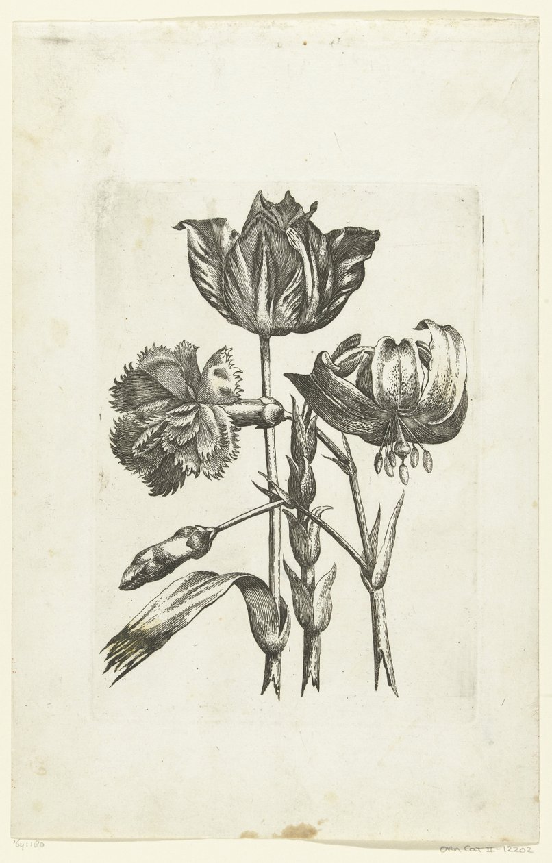 Anjer, tulp en lelie door Anonymous