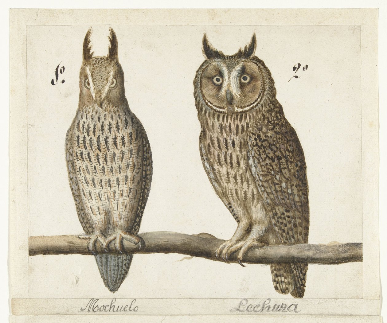 Dwergooruil en Ransuil (Lombard album) door Anonymous