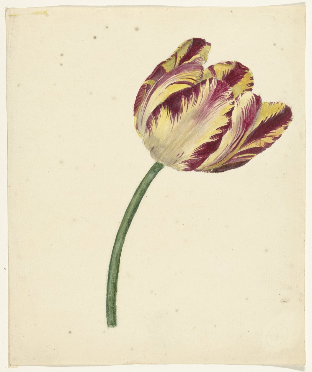 Geel-rode tulp door Anonymous