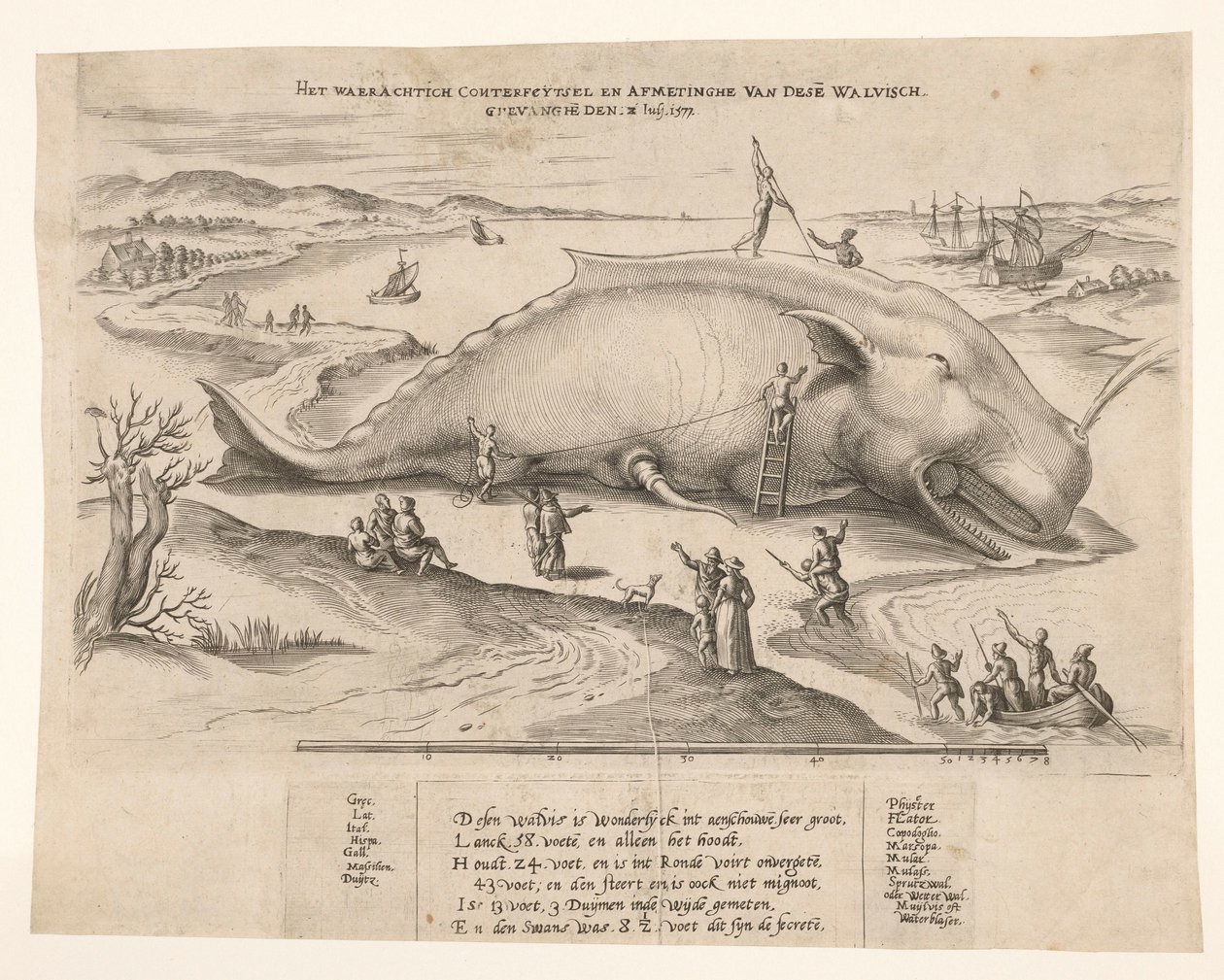 Gestrande walvis bij Antwerpen, 1577 door Anonymous