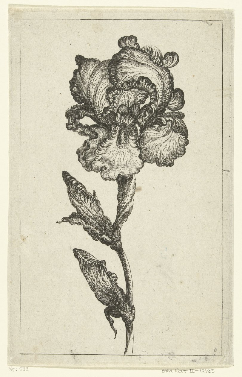 Iris door Anonymous