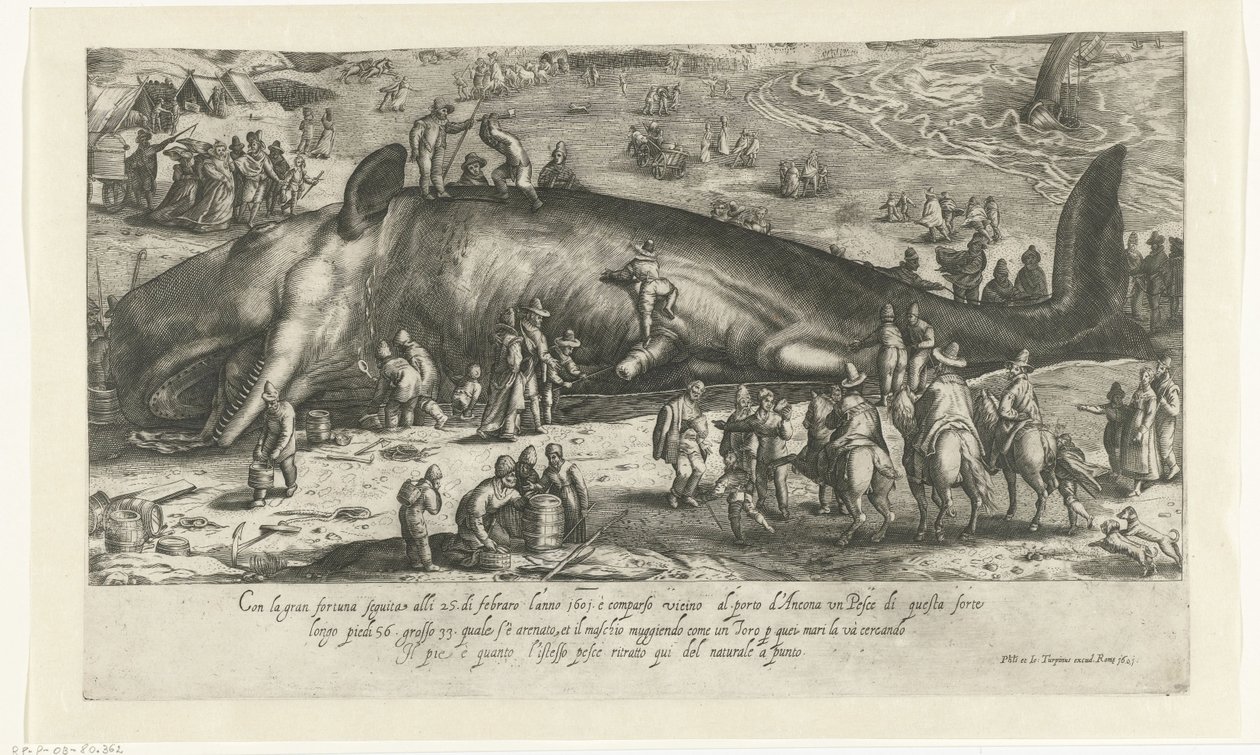 Kopie van de gestrande walvis bij Berckhey van 1598 als de walvis gestand bij Ancona in 1601 door Anonymous