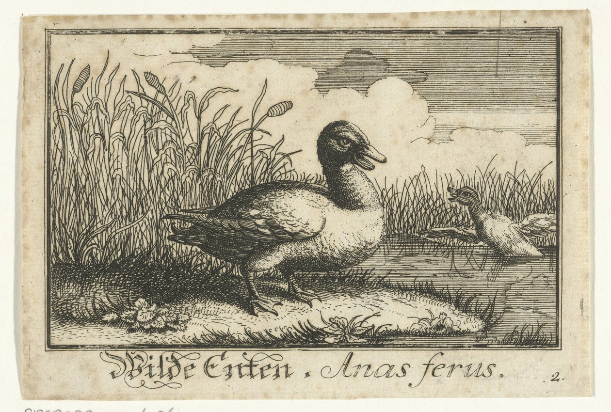 Landschap met wilde eend door Anonymous