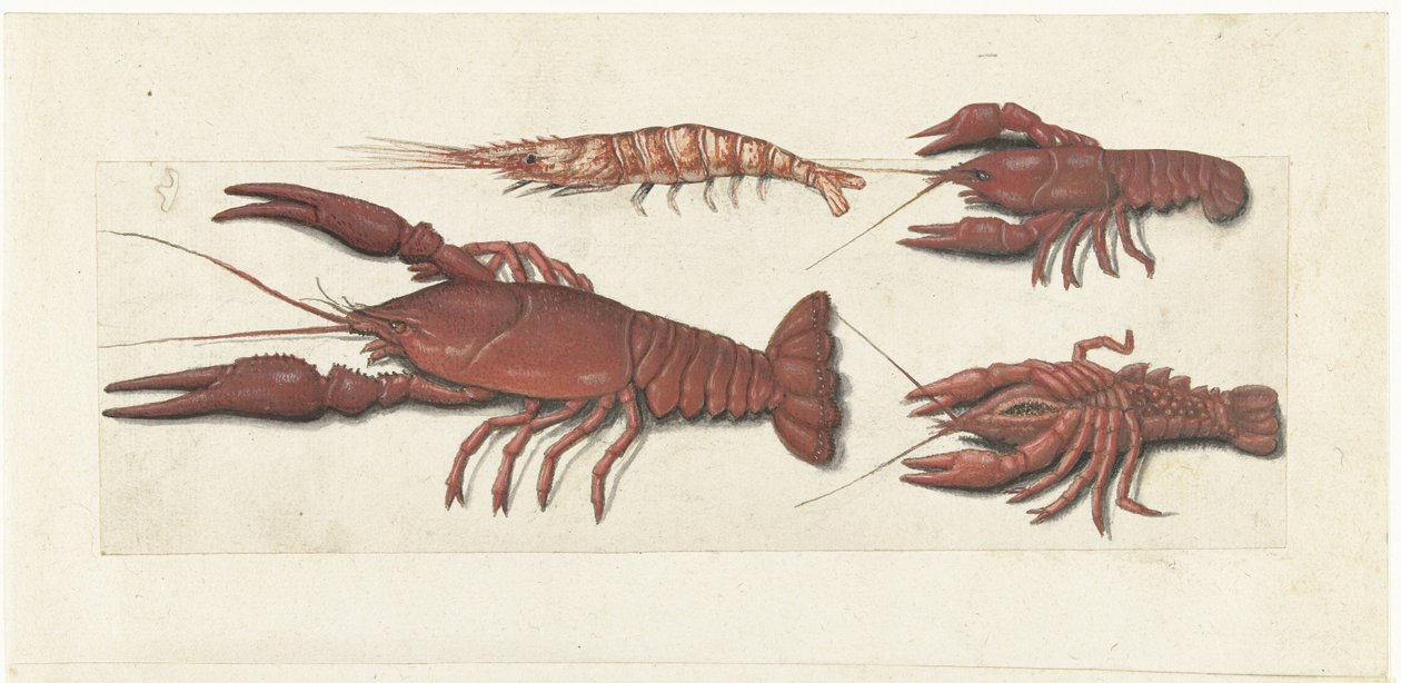 Langoustine, twee rivierkreeftjes en garnaal (Lombard album) door Anonymous