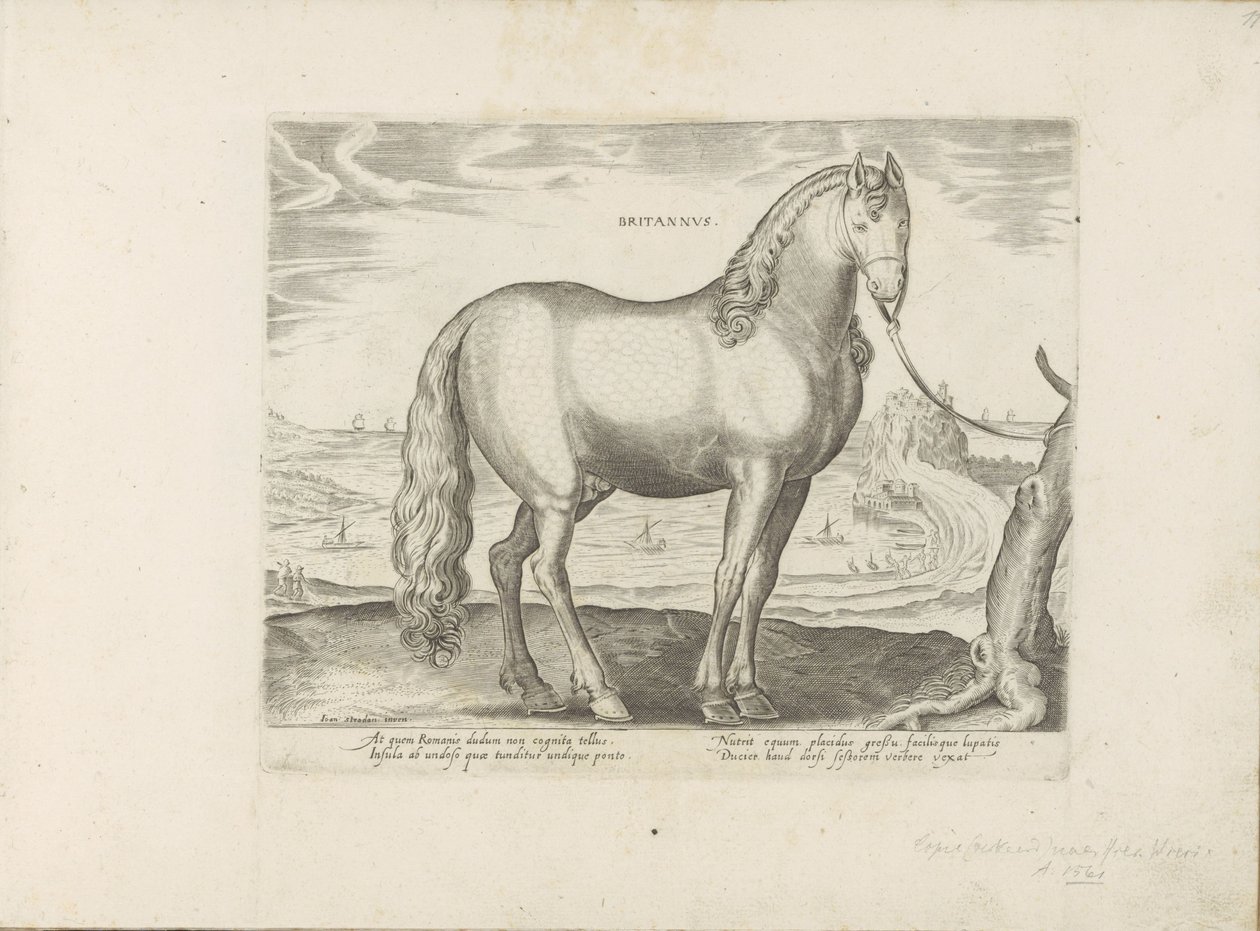 Paard uit Bretagne (Brittanus) door Anonymous