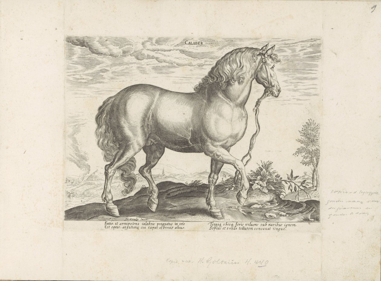 Paard uit Calabrië door Anonymous