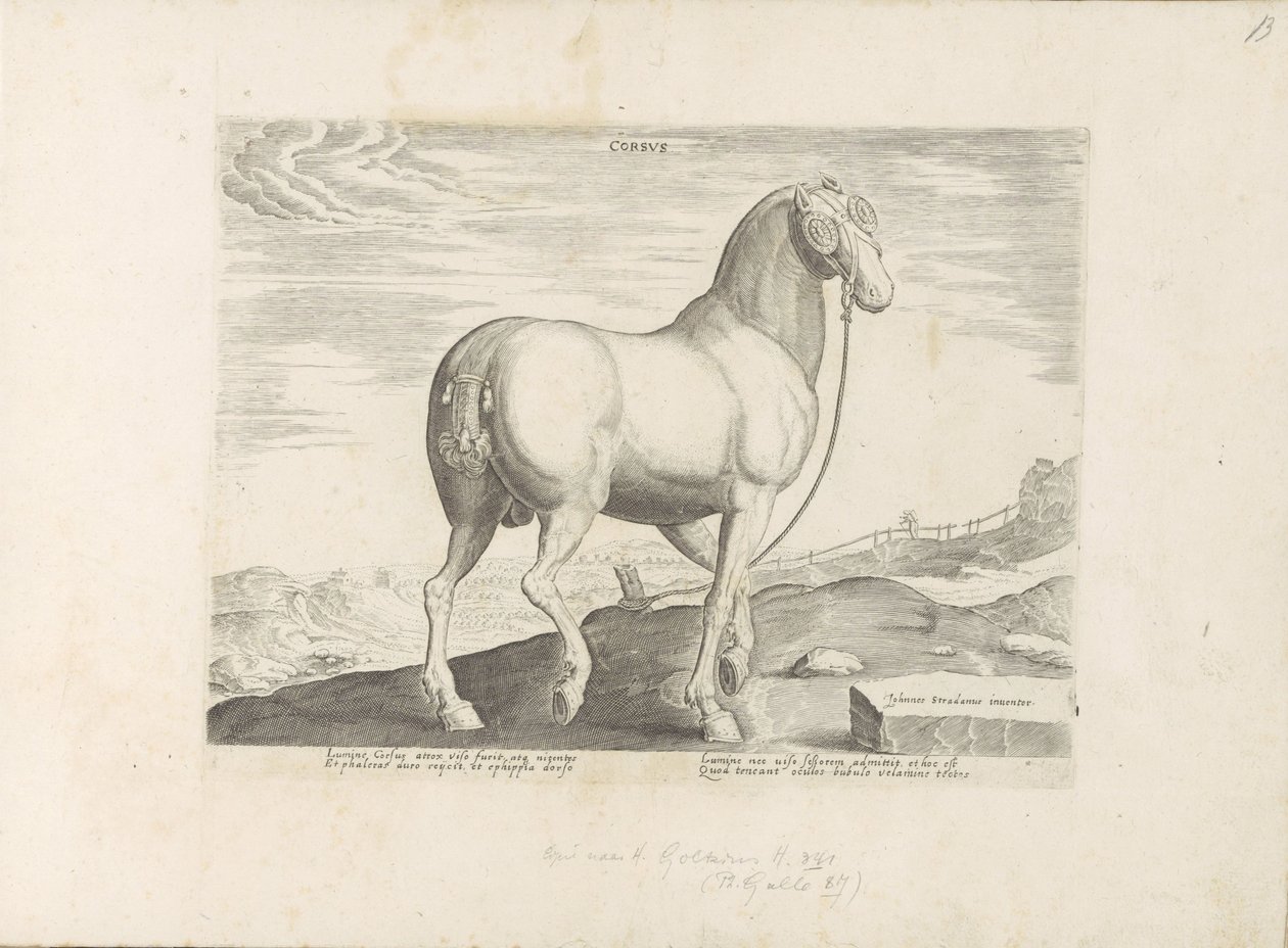 Paard uit Corsica Paardenrassen uit de Koninklijke stallen van Don Juan van Oostenrijk door Anonymous