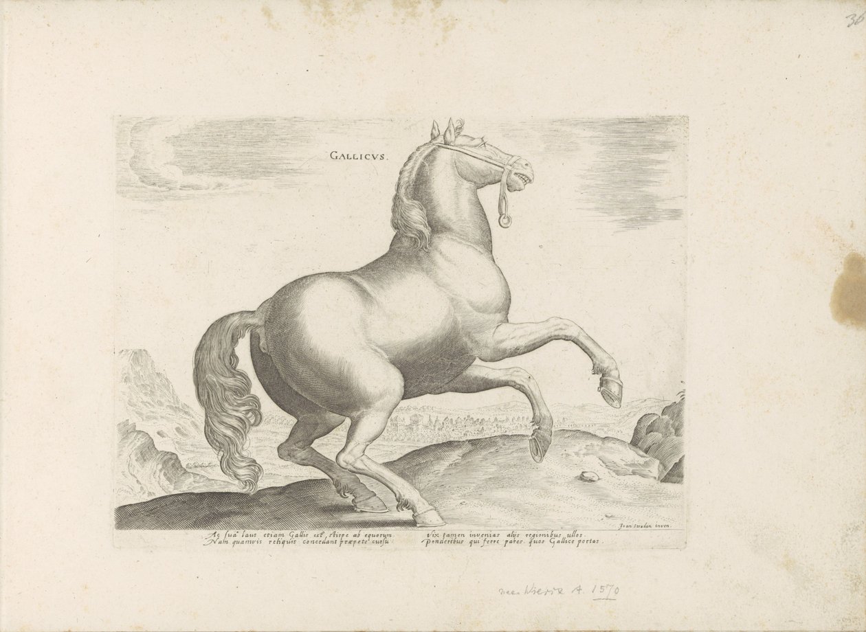Paard uit Frankrijk door Anonymous
