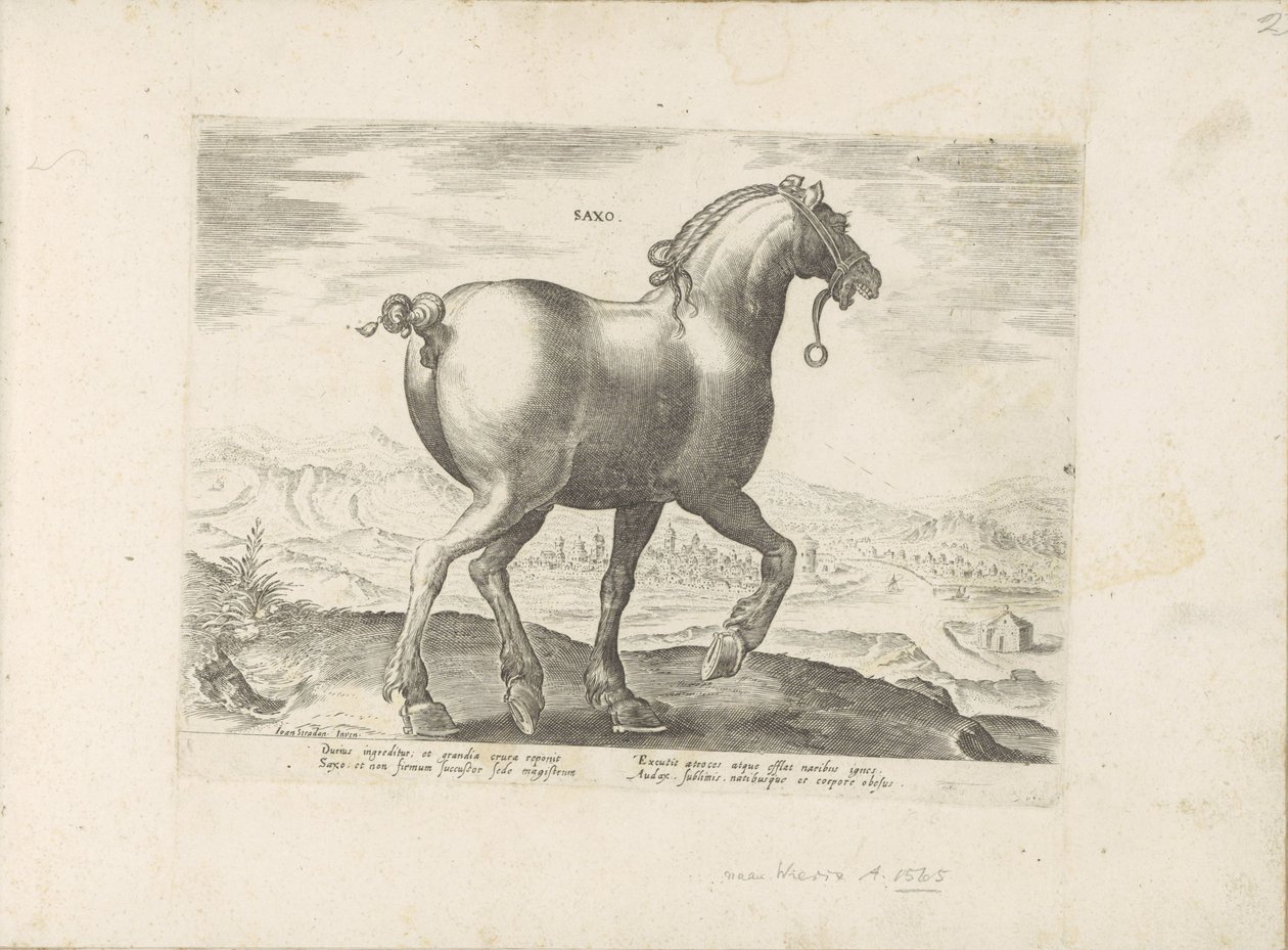 Paard uit Saksen door Anonymous
