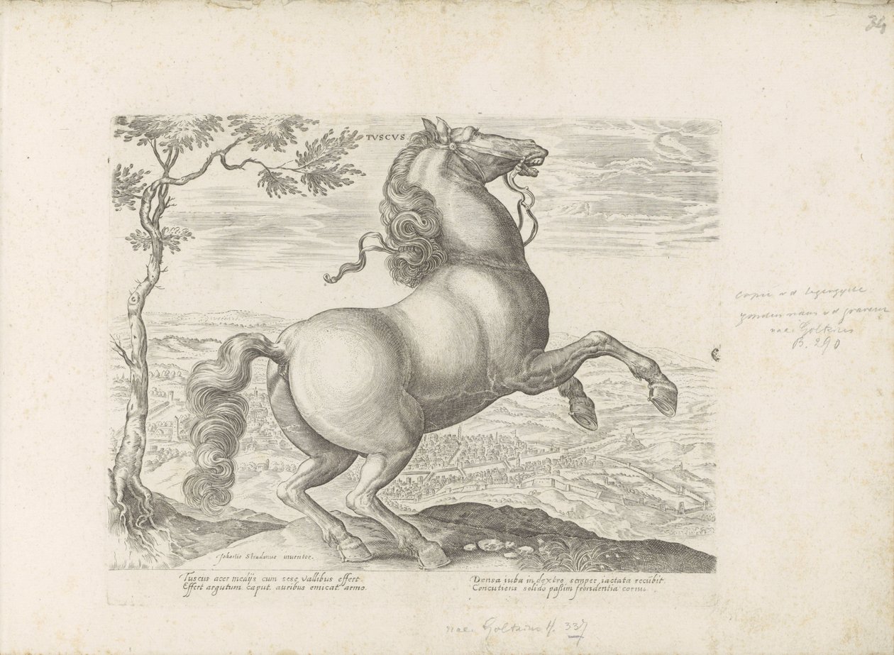 Paard uit Toscane door Anonymous
