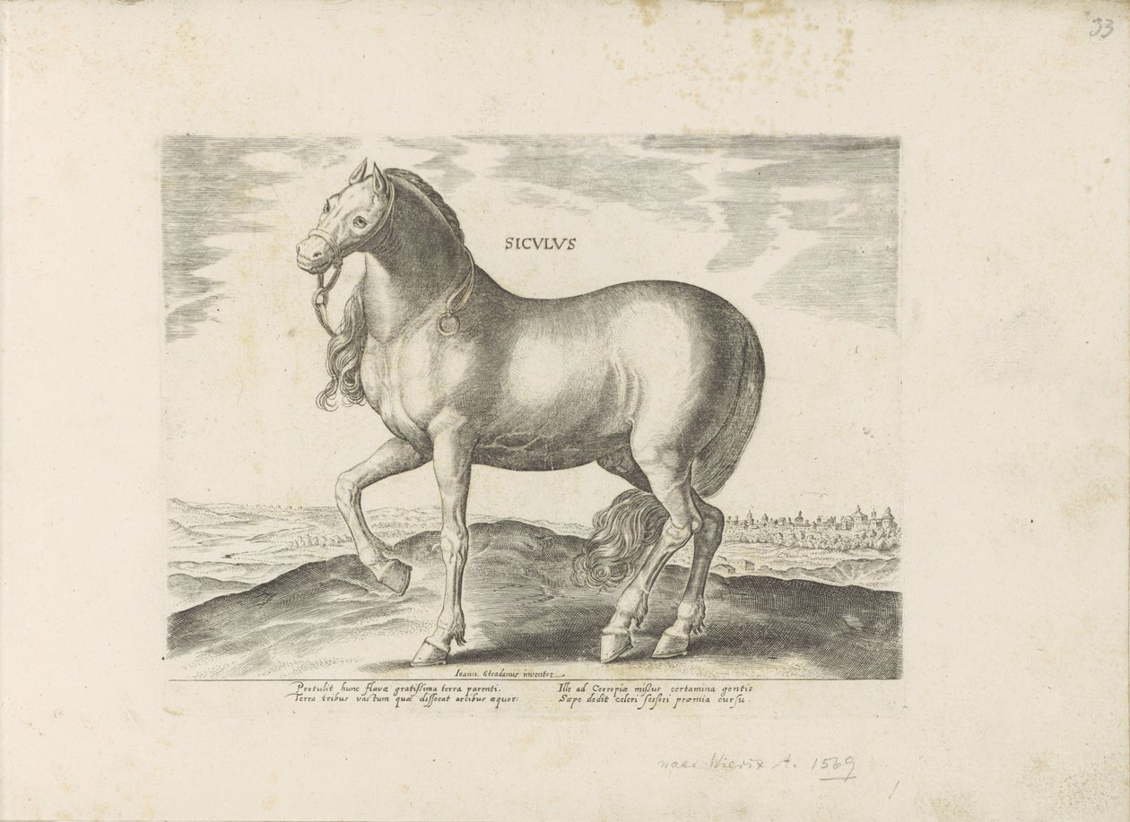 Paard van Sicilië door Anonymous